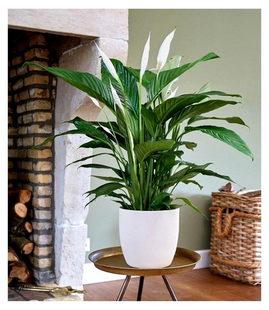 1x Spathiphyllum|Einblatt|55-65 cm hoch, Pflanze im 17 cm-Topf, Luftreinigende Zimmerpflanze, unterstützt das Raumklima, Einblatt blühende Zimmer...