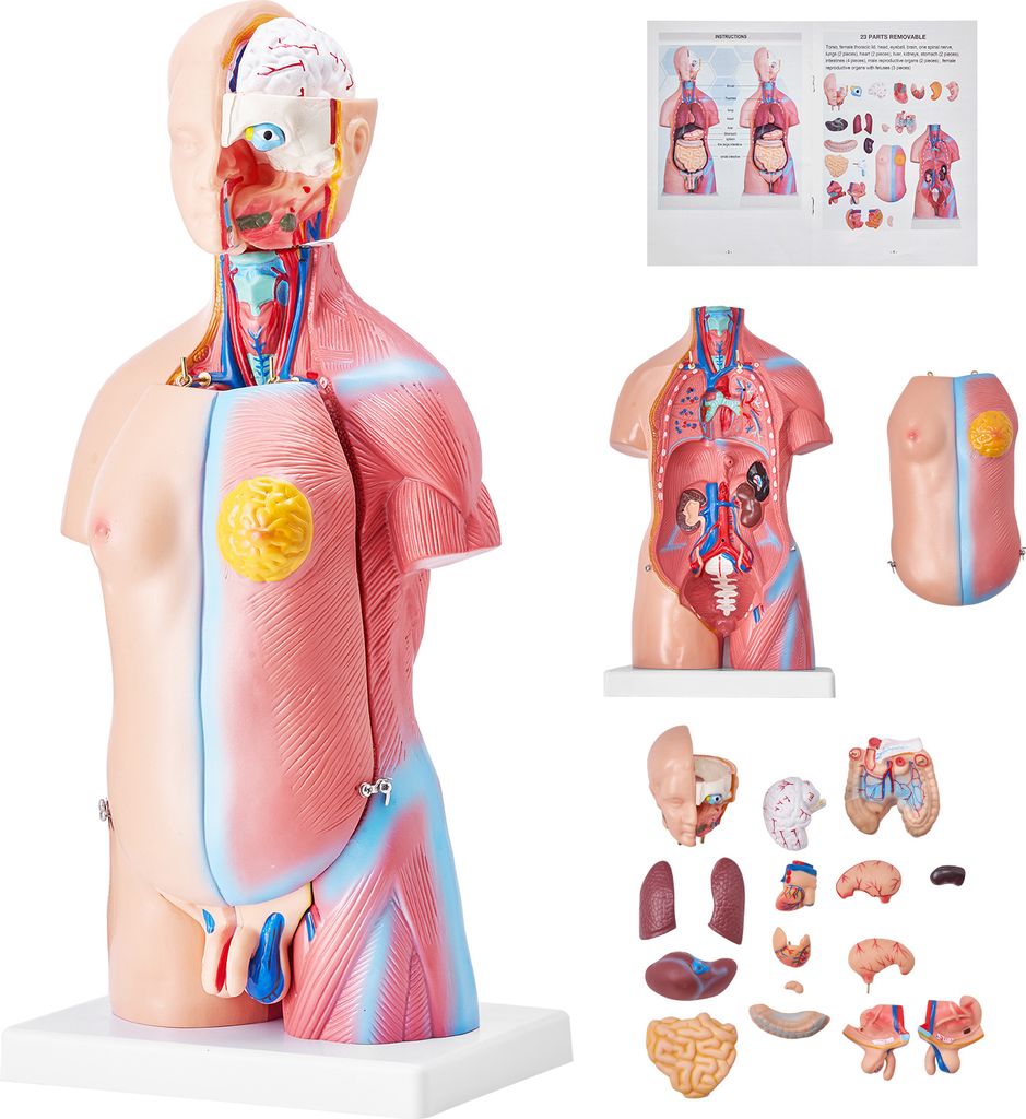 SucceBuy 18palcový model lidského těla, 23dílný anatomický Obrázek produktu 