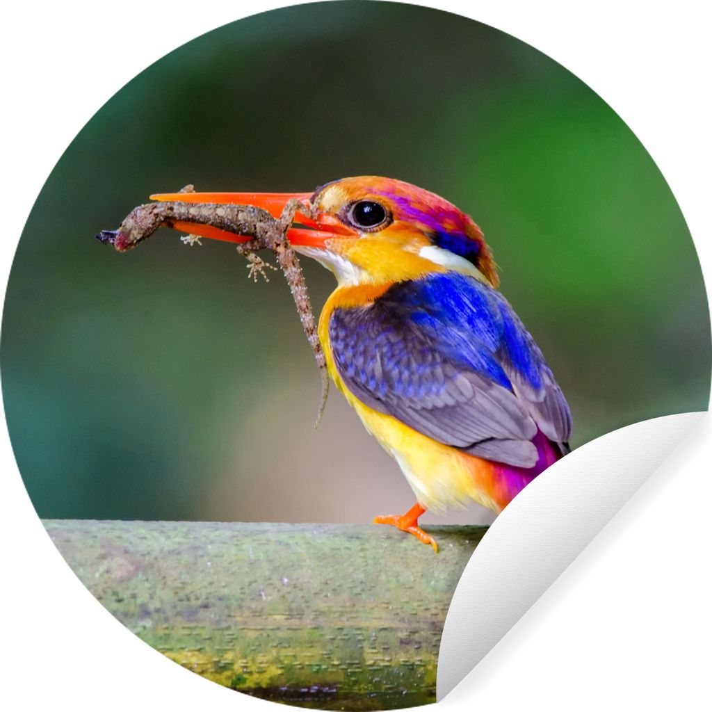 MuchoWow Runde Wandtattoo - Wandsticker Tapete Aufkleber Eisvogel - Salamander - Zweig Ø 100 cm Selbstklebend und Repositionierbar - Wandaufkleb...