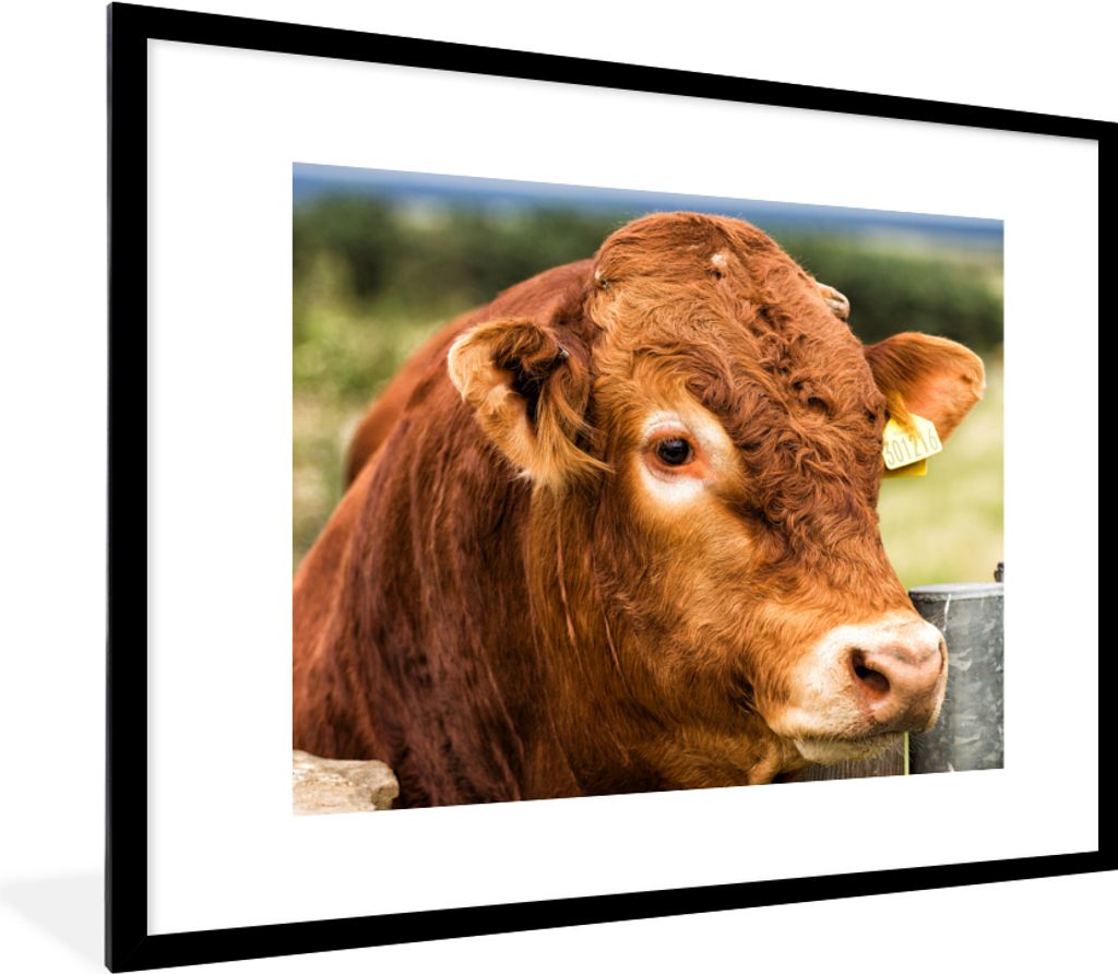 MuchoWow Gerahmtes Poster Schottischer Highlander - Berg - Zaun 80x60 cm - Poster mit Schwarzem Bilderrahmen Wandposter Rahmen Foto Bilder - Schl...
