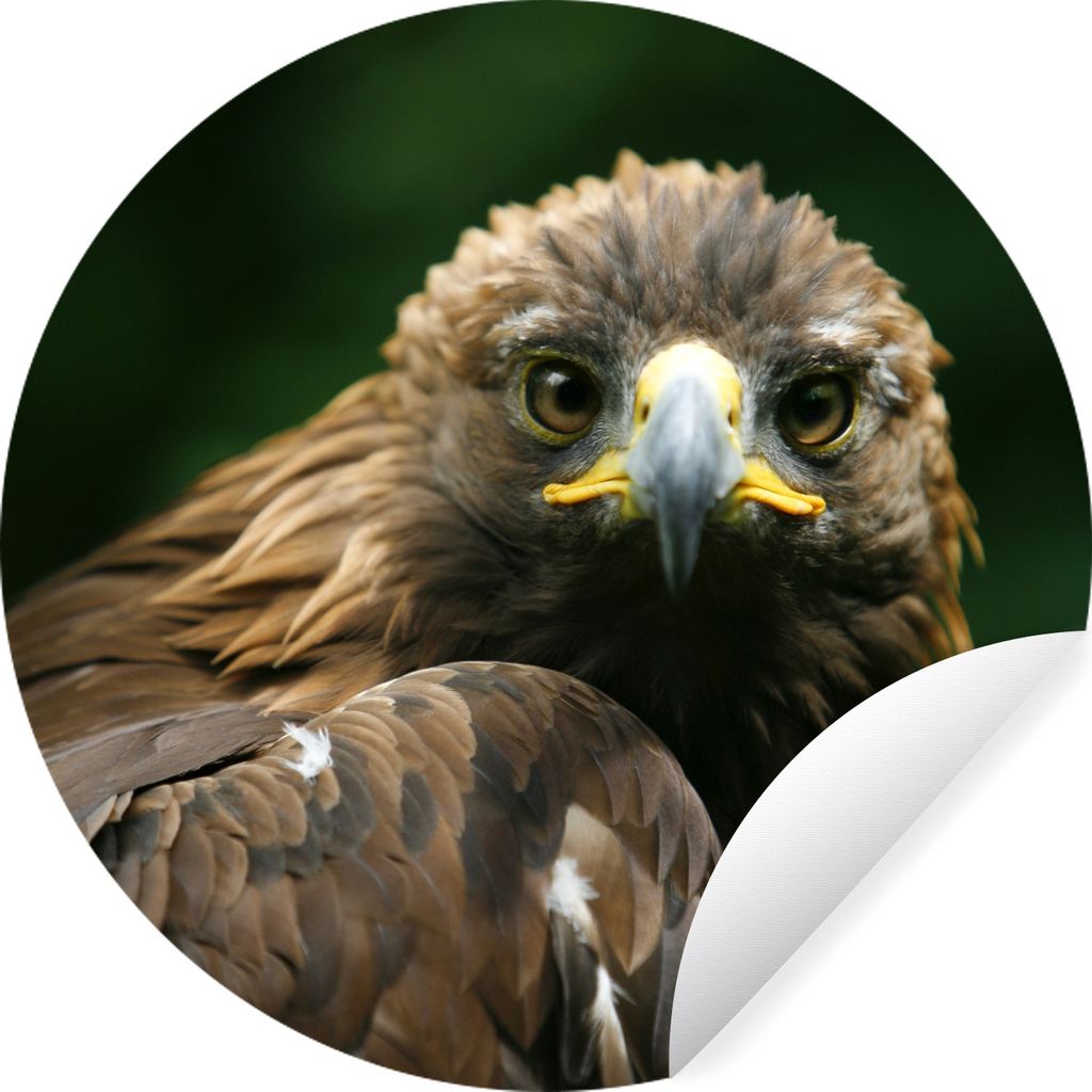 MuchoWow Runde Wandtattoo - Wandsticker Tapete Aufkleber Adler - Braun - Raubvogel Ø 100 cm Selbstklebend und Repositionierbar - Wandaufkleber -...