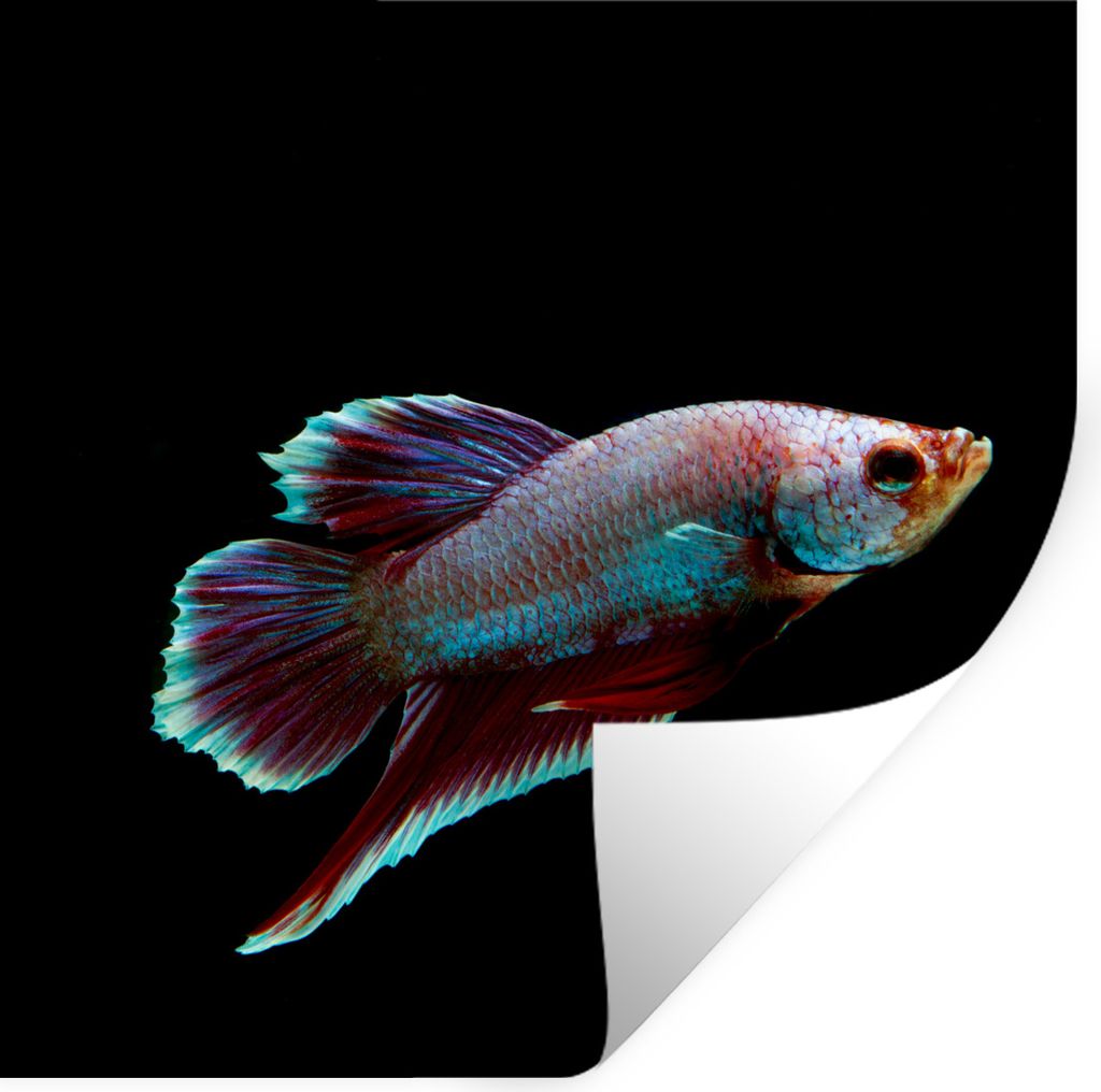 MuchoWow Wandtattoo Wandsticker Wandaufkleber Fische - Tiere - Licht 30x30 cm Selbstklebend und Repositionierbar