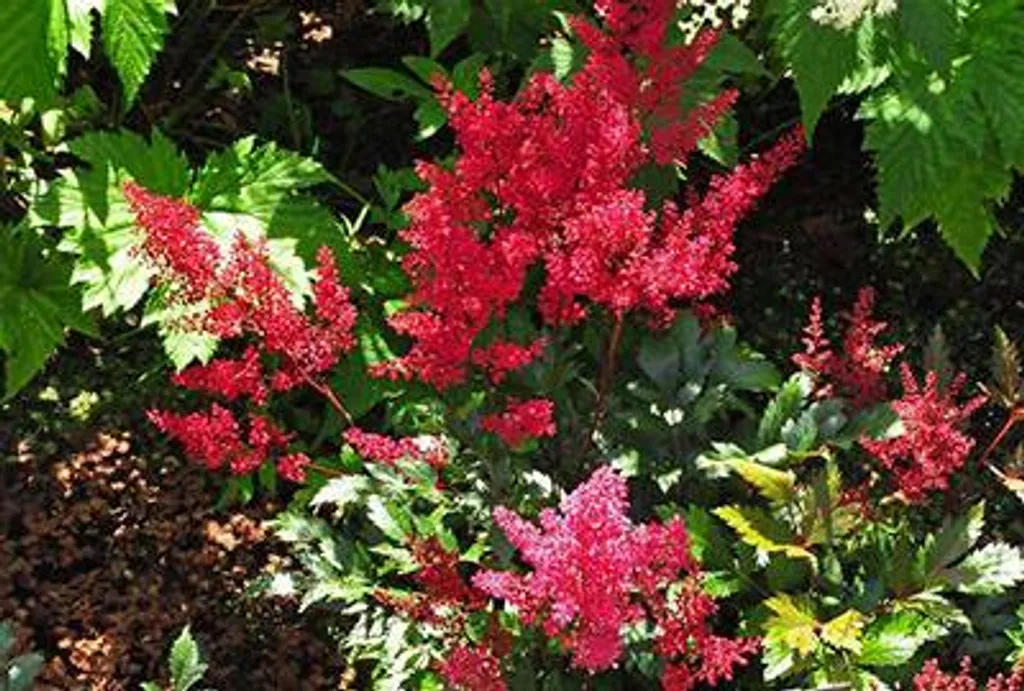 Fleurir un sol humide : 6 Astilbe Red Sentinel en godets de 9 cm