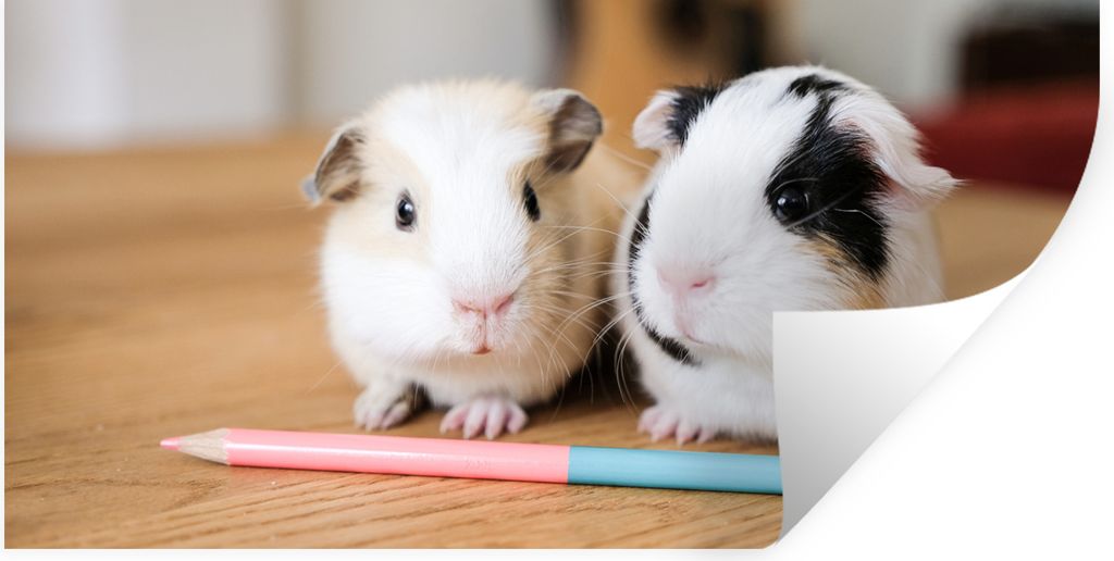 MuchoWow Wandtattoo Wandsticker Wandaufkleber Entzückende Baby-Meerschweinchen 40x20 cm Selbstklebend und Repositionierbar - Aufkleber