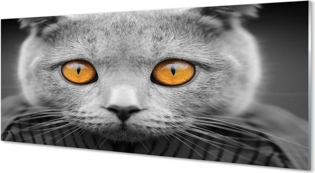 Glasbilder 125x50 Wandkunst Graue britische Katze Produktbild 