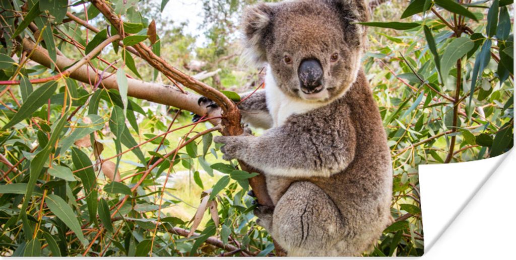 MuchoWow Poster Koala - Baum - Blätter - Kinder - Jungen - Mädchen 40x20 cm - Poster für die Wand - Poster Schlafzimmer