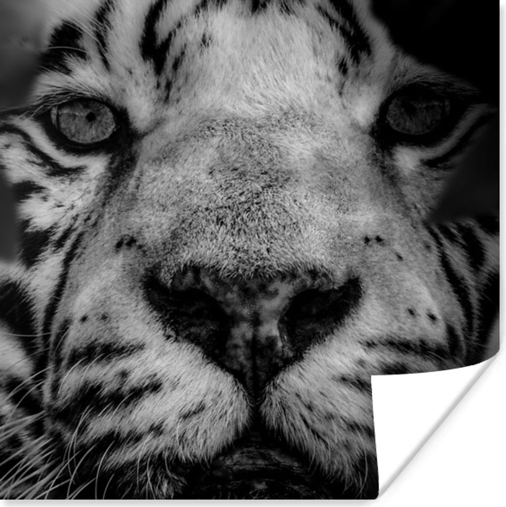 MuchoWow Poster Dschungel - Tiger - Schwarz - Weiß 30x30 cm - Wandposter - Printing