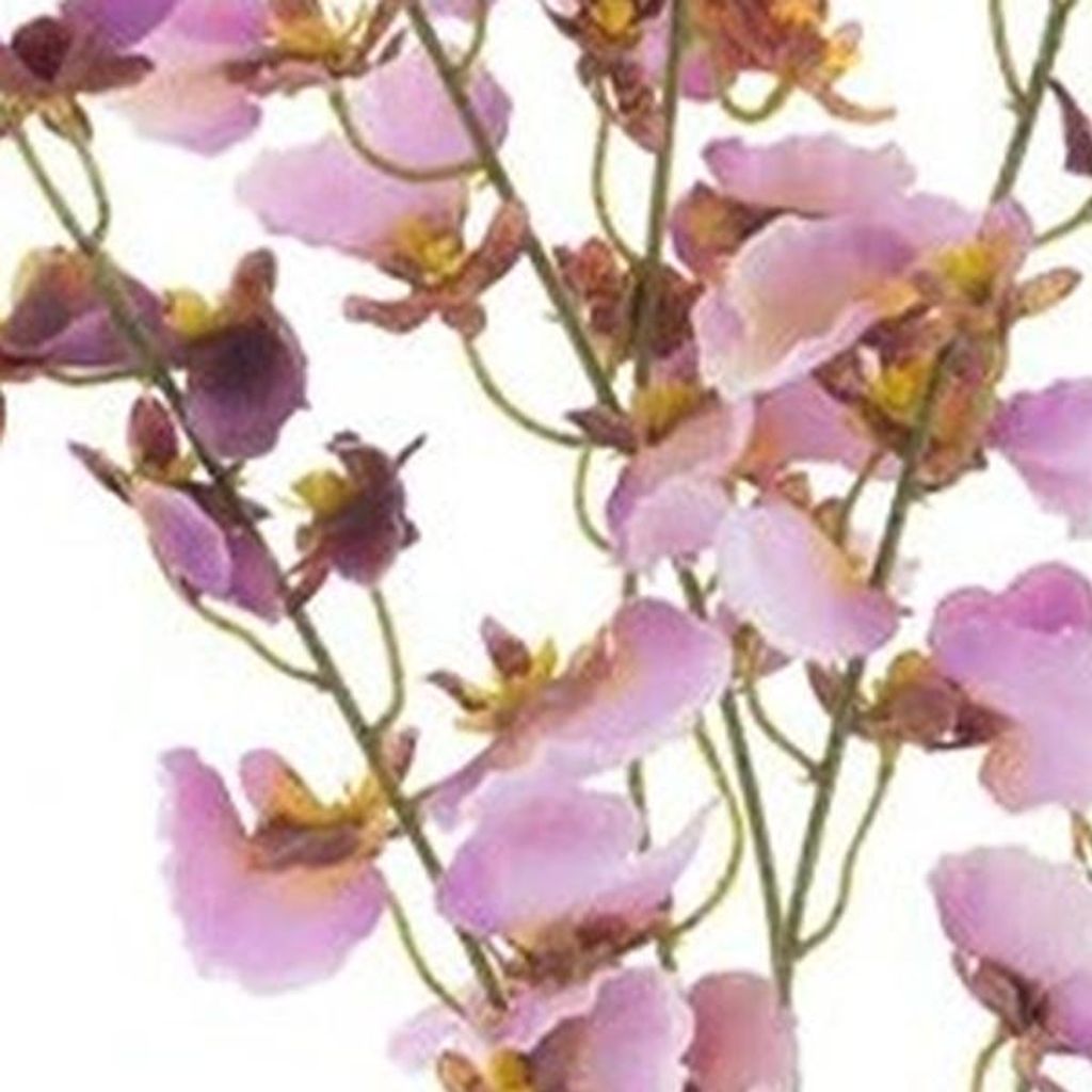 Warentuin Producten