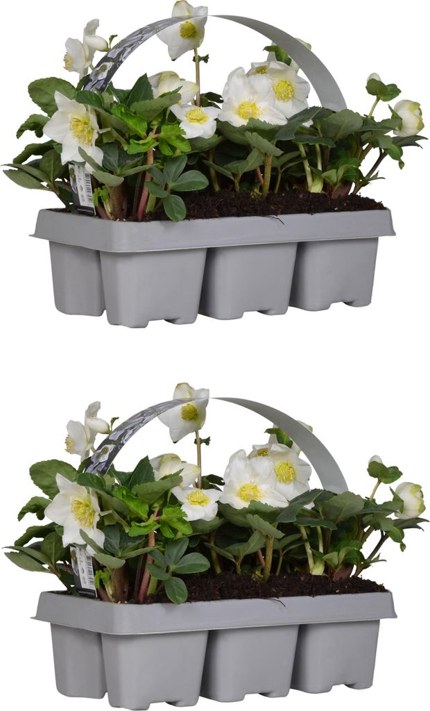 Bloomique - 12er Set - Helleborus Niger - Christrose - Produktbild 