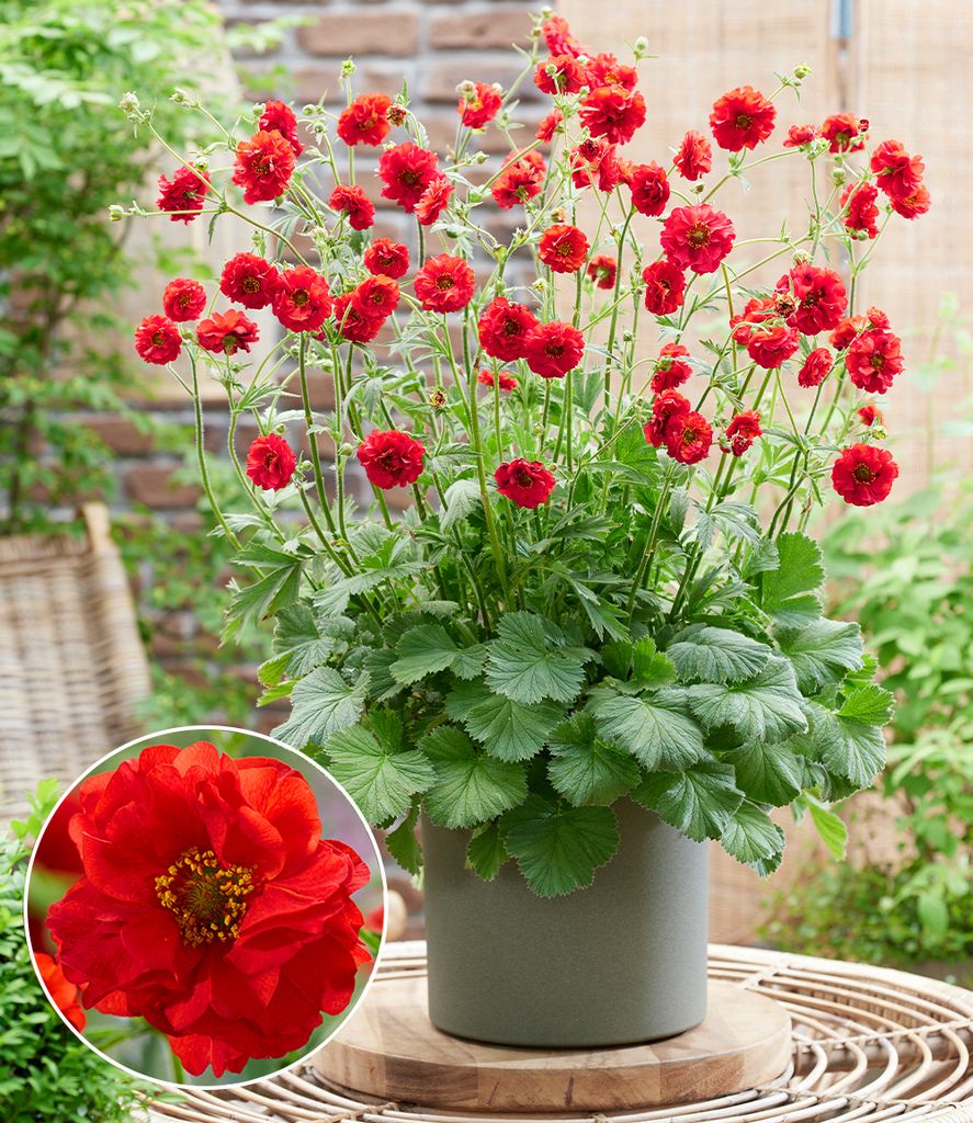 A potted plant with bright red flowers and green leaves, set against a blurred outdoor background.