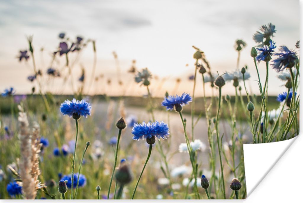 MuchoWow Poster Blumen - Sommer - Kornblume - Blau - Sonne - Wolken 120x80 cm - Bilder