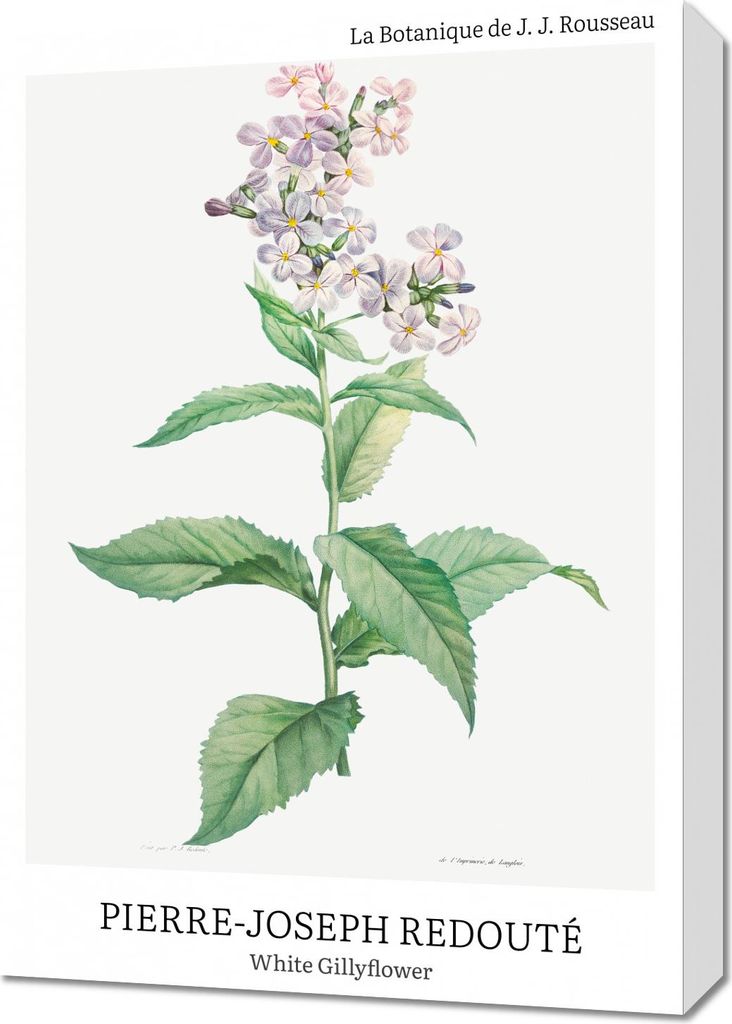 Bild 50x70cm Design Weiß Gillyflower, Redoute Vintage für das Wohnzimmer