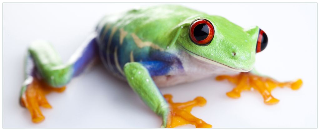 Wallario Wandbild aus Acryl, 125 x 50 cm, freischwebende Optik - Lustiger Frosch in grün und orange
