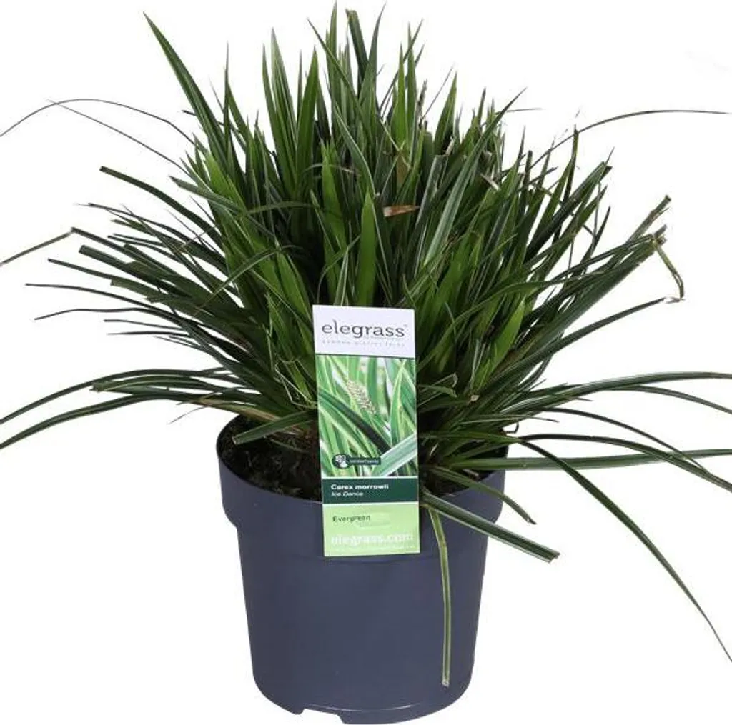Plante couvre-sol Carex morrowii Ice Dance - Graminée décorative 30cm