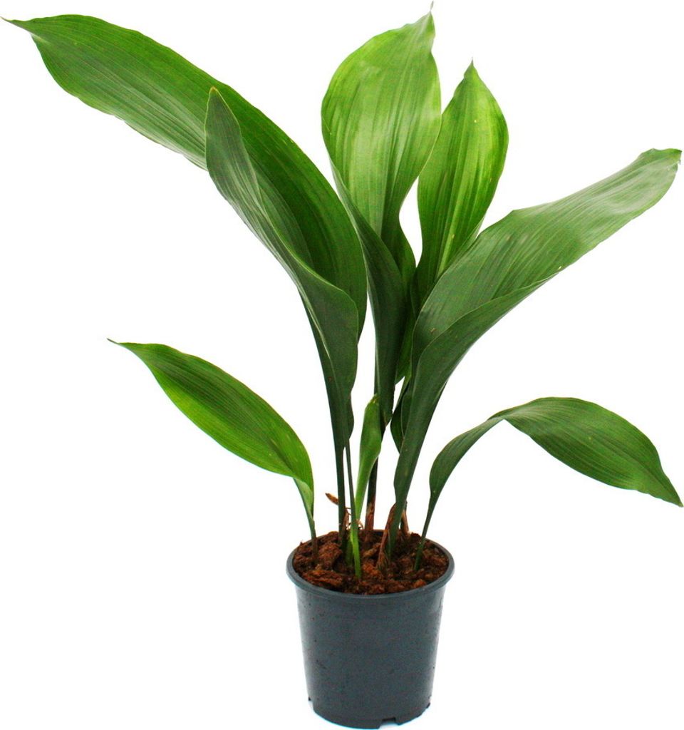 Schusterpalme - Aspidistra elatior - Zimmerpflanze - 15cm Topf