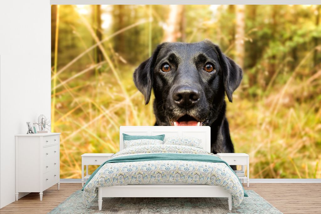 MuchoWow Fototapete für Wohnzimmer oder Schlafzimmer Wandtapete Vinyl Motivtapete Glücklicher schwarzer Hund - 345x220 cm - Wohnzimmertapete