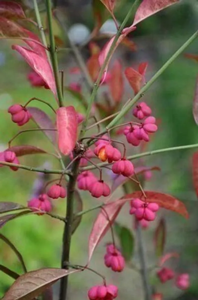 Fusain ailé Red Cascade 50-60 cm : l'arbuste robuste pour sol calcaire
