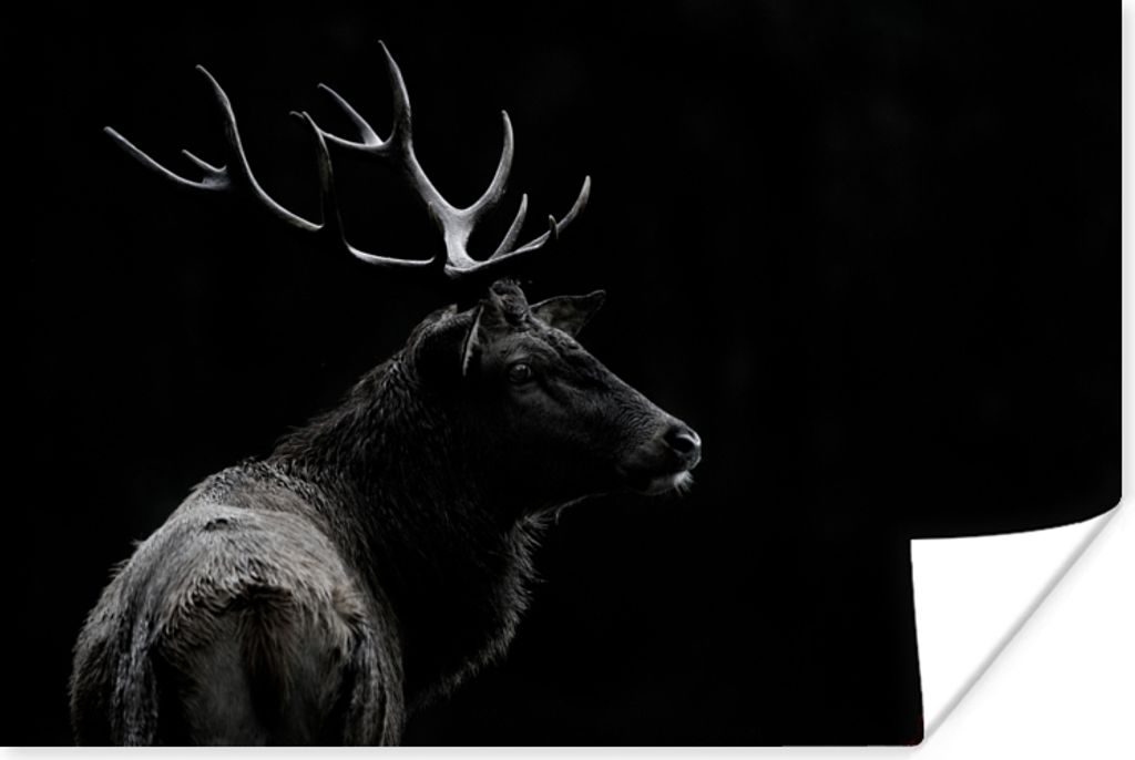 MuchoWow Poster Hirsch - Schwarz - Porträt - Geweih - Tiere 180x120 cm - Fotoplakat