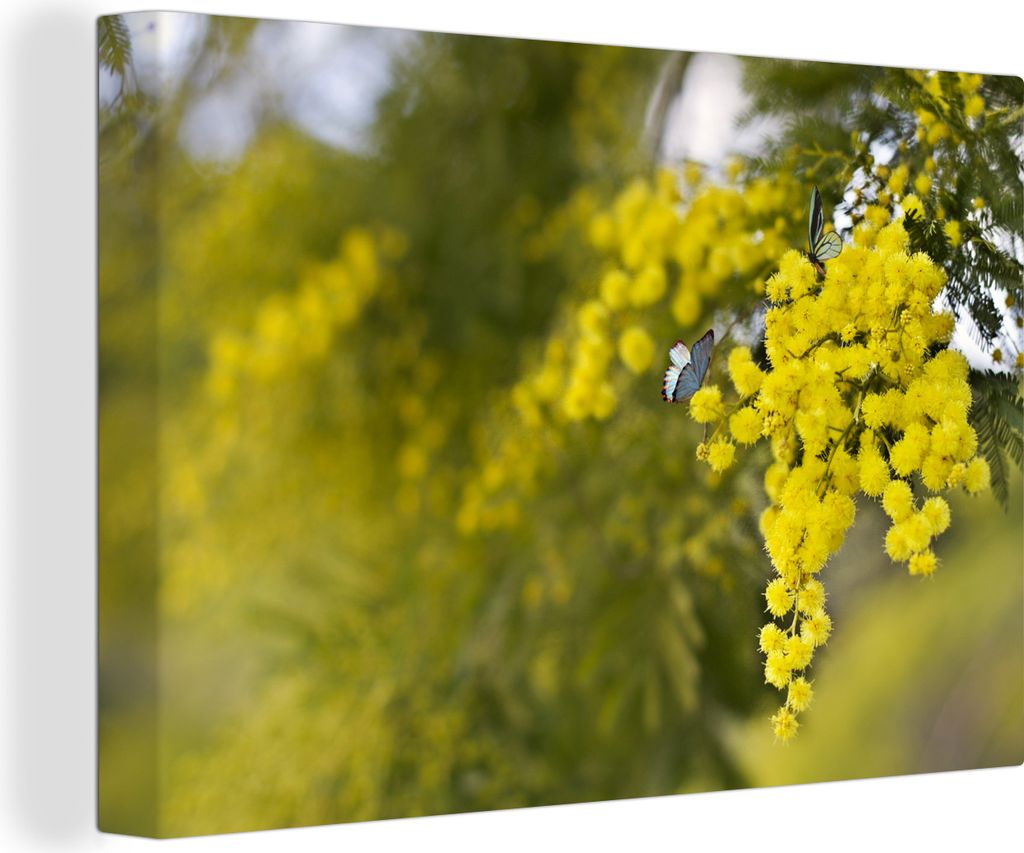 OneMillionCanvasses - Leinwandbilder - 140x90 cm, Gelbe Mimosenpflanze mit grünen Blättern, Wandbilder Kunstdruck Wanddekoration - Foto auf Lei...