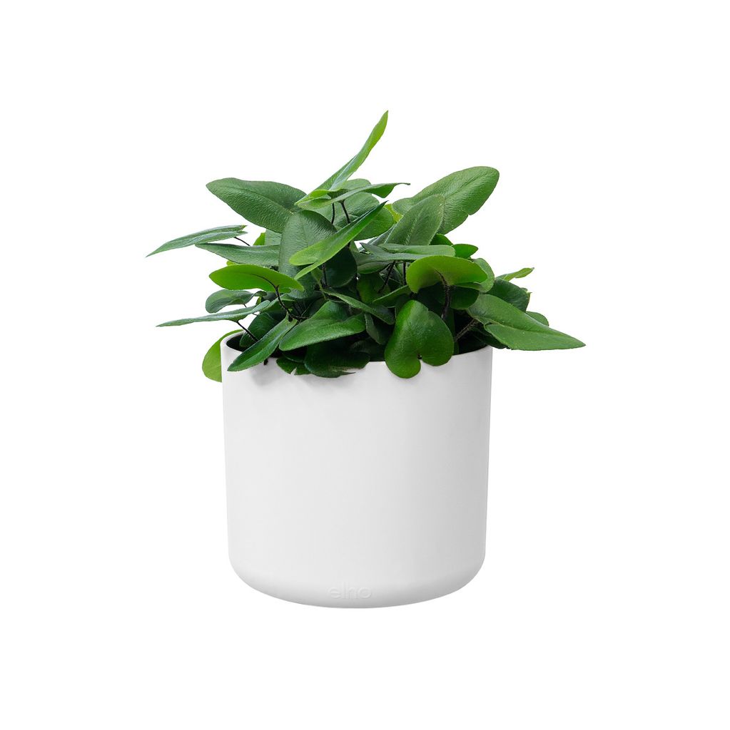 A green plant in a white pot against a white background.