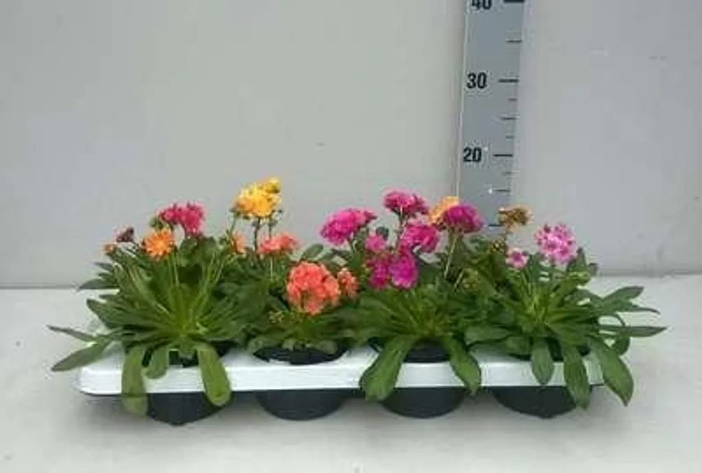 Lewisia cotyledon Vivace Robuste - Lot de 6 Plants en Pot de 9 cm Carré