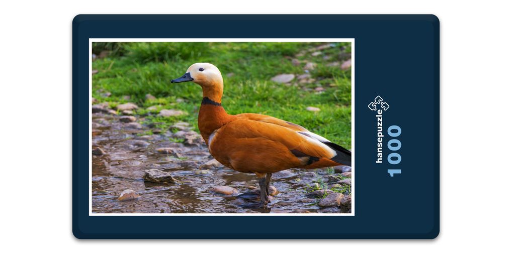 hansepuzzle 19115 - Rostgans Puzzle, 1000 Teile, Tierwelt, 60,0 x 46,0cm mit hochwertiger Aufbewahrung, Kartonbox und wiederverschließbarem Beutel