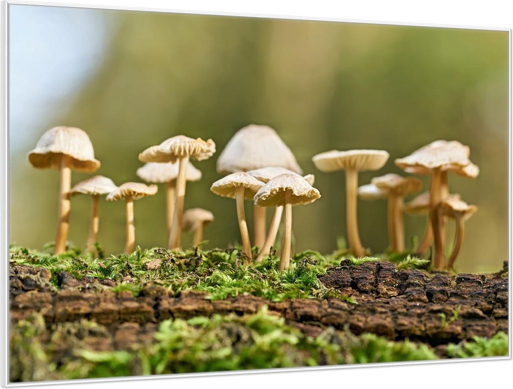 Wallario Wandbild Pilze auf Baumstamm, Größe: 61 x 91,50 cm, Poster mit weißem Aluminiumrahmen