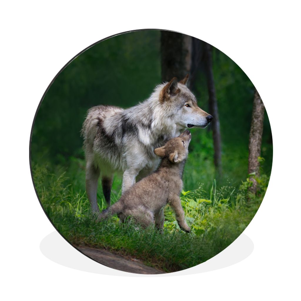 MuchoWow Aluminium Wandkreis Wolf - Baby - Wald Ø 60 cm Wanddeko Modern Wohnzimmer - Wand Kreis - Wandbild - Schlafzimmer - Aluminium Bild - Kin...