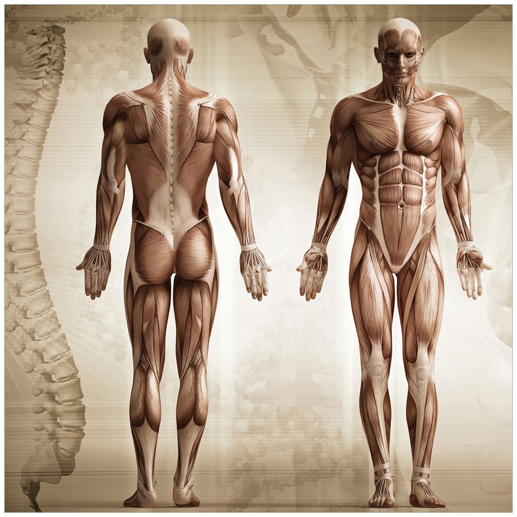 Wallario Möbeldesign / Aufkleber, geeignet für Ikea Lack Tisch - Anatomie Mensch I in 55 x 55 cm