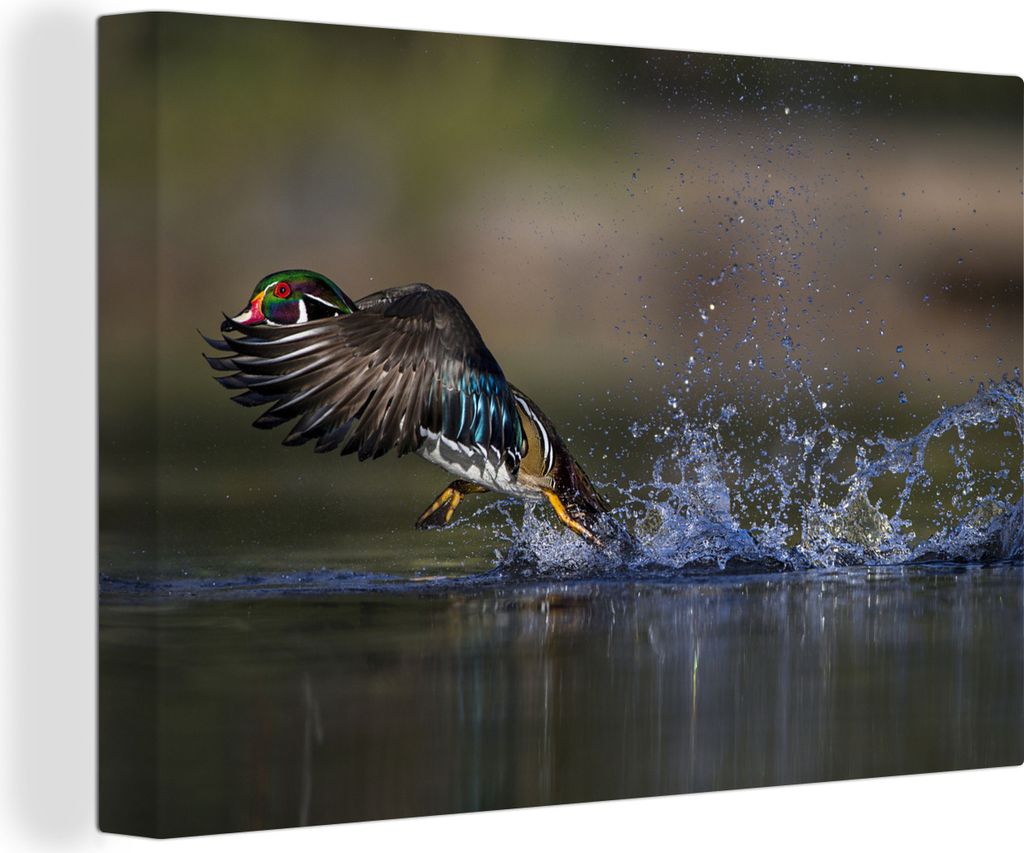 OneMillionCanvasses - Leinwandbilder - 140x90 cm, Ente - Wasser - Federn, Wandbilder Kunstdruck Wanddekoration
