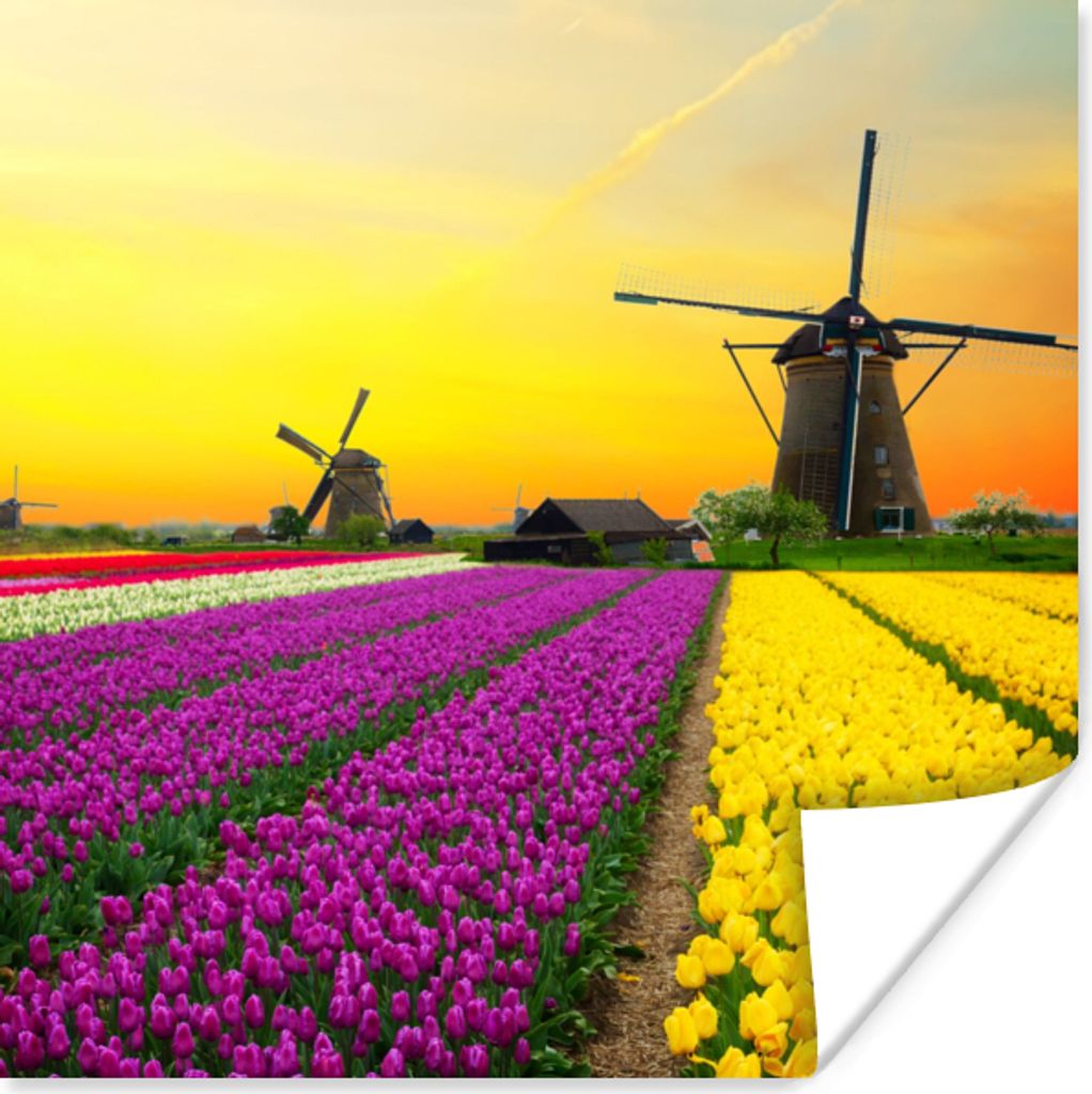MuchoWow Poster Windmühle - Tulpen - Blumen - Frühling 50x50 cm - Wohnzimmerdekoration