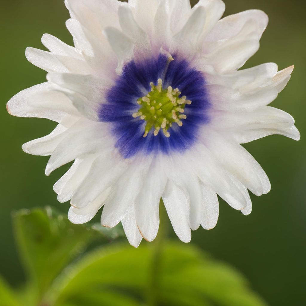 Zwiebel Blumenzwiebel Staude winterhart Windröschen Anemone Produktbild 