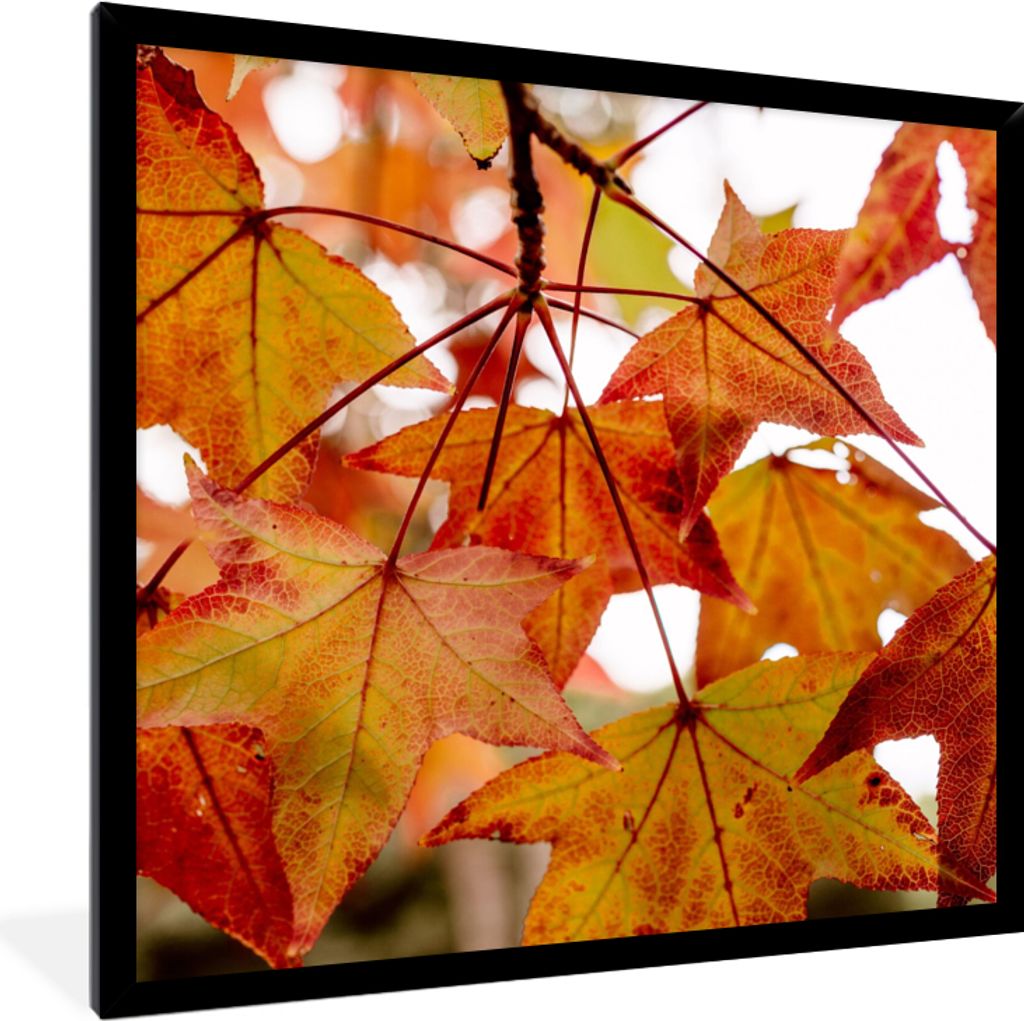 MuchoWow Gerahmtes Poster Herbstzweige - Blätter - Jahreszeiten - Landleben 40x40 cm - Poster mit Schwarzem Bilderrahmen Wandposter Rahmen Foto ...