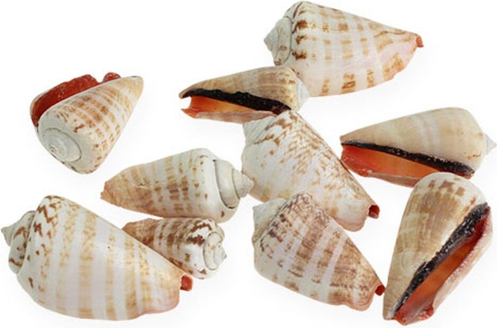 Muscheln Strombus Luhuanus Deko Sommer 1kg