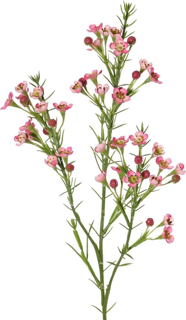 artplants.de Kunst Zweig Wachsblume FRINDALS, dunkelrosa, 65cm - Deko Hoyazweig