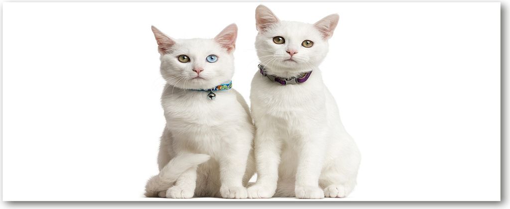 Tulup Küchenrückwand Spritzschutz aus Glas -125x50 -Spritzschutz auf gehärtetes Glas Deko Tiere Weiße Katzen