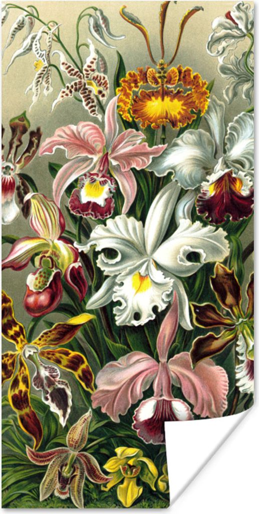 MuchoWow Poster Orchidee - Haeckel - Kunst 20x40 cm - Plakat - Foto