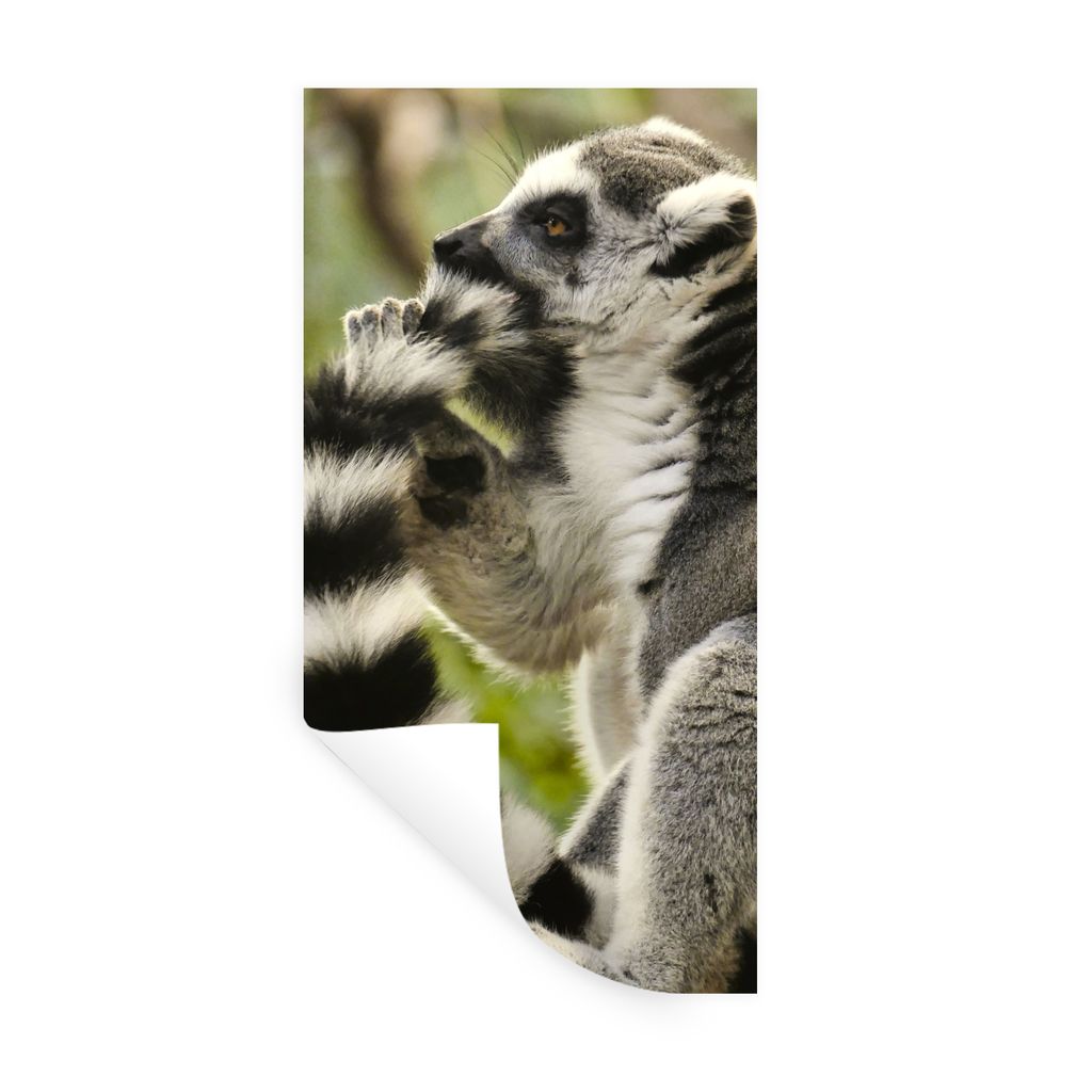 MuchoWow Wandtattoo Wandsticker Wandaufkleber Affe - Tier - Ringschwanzlemur 40x80 cm Selbstklebend und Repositionierbar - Repositionierbar - Was...