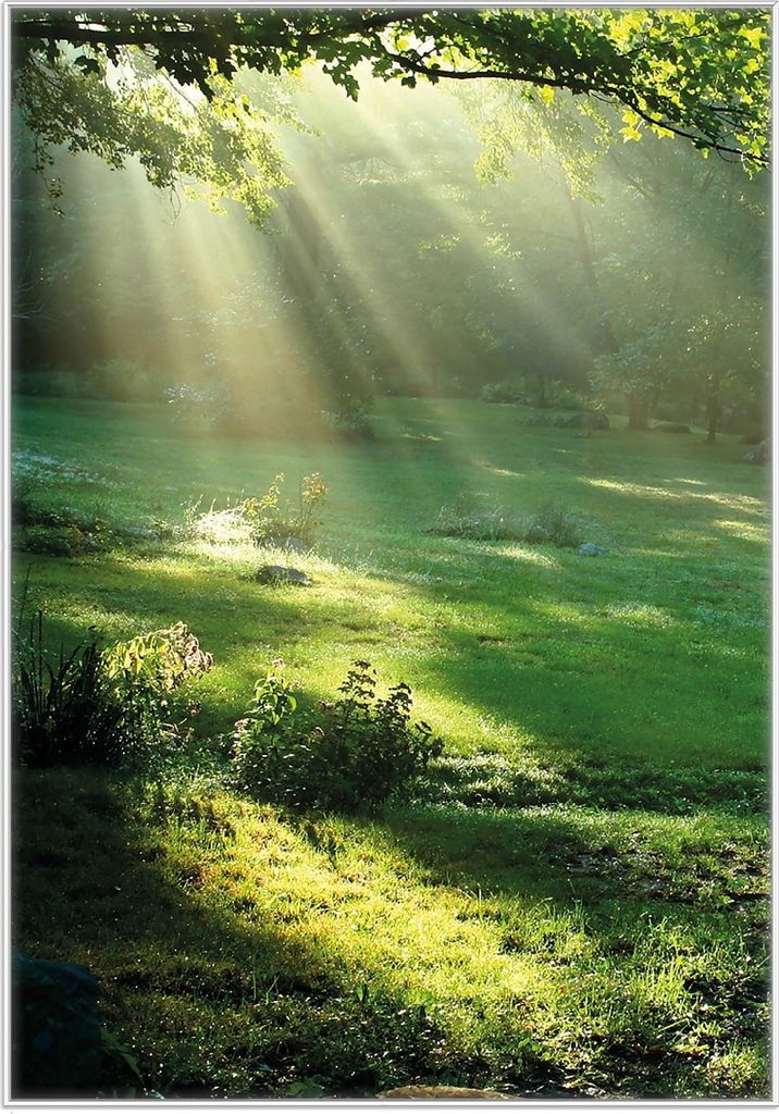Wallario Wandbild Sonnenstrahlen im Wald, Größe: 70,30 x 100,30 cm, Poster mit weißem Kunststoffrahmen