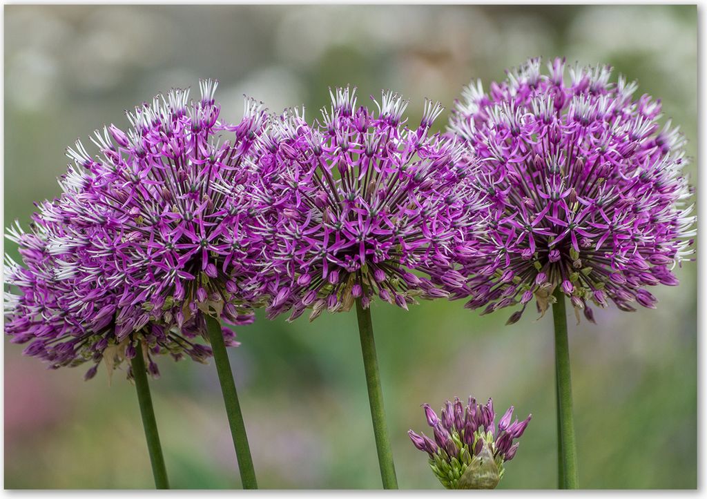 Tulup Leinwandbild - 100x70 cm - Wandkunst - Drucke auf Leinwand - Leinwanddruck - Blumen & Pflanzen - Lila - Knoblauch Blume