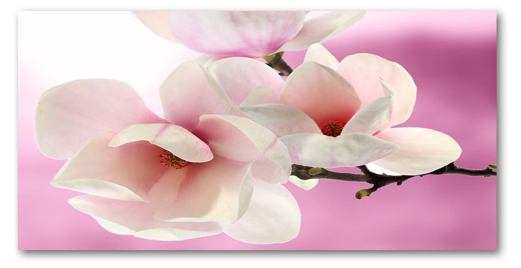 Tulup Leinwandbild -100x50 cm - Wandkunst - Drucke auf Leinwand - Leinwanddruck - Blumen & Pflanzen - Rosa - Magnolie