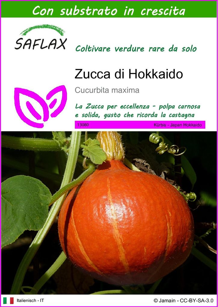 SAFLAX  - Zucca di Hokkaido - 10 semi - Con substrato - Immagine del prodotto 
