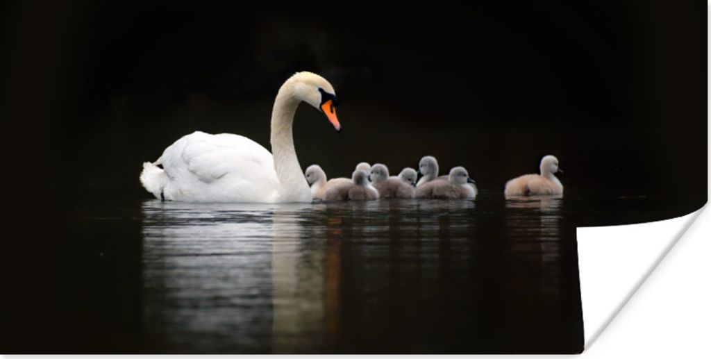 MuchoWow Poster Vögel - Schwan - Küken 150x75 cm - ohne Rahmen