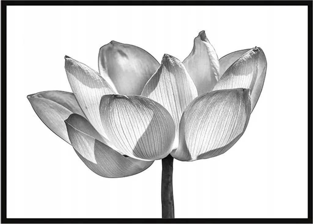 Poster con Cornice 53x73 Fiore P1044 - Decorazione Parete Pronta