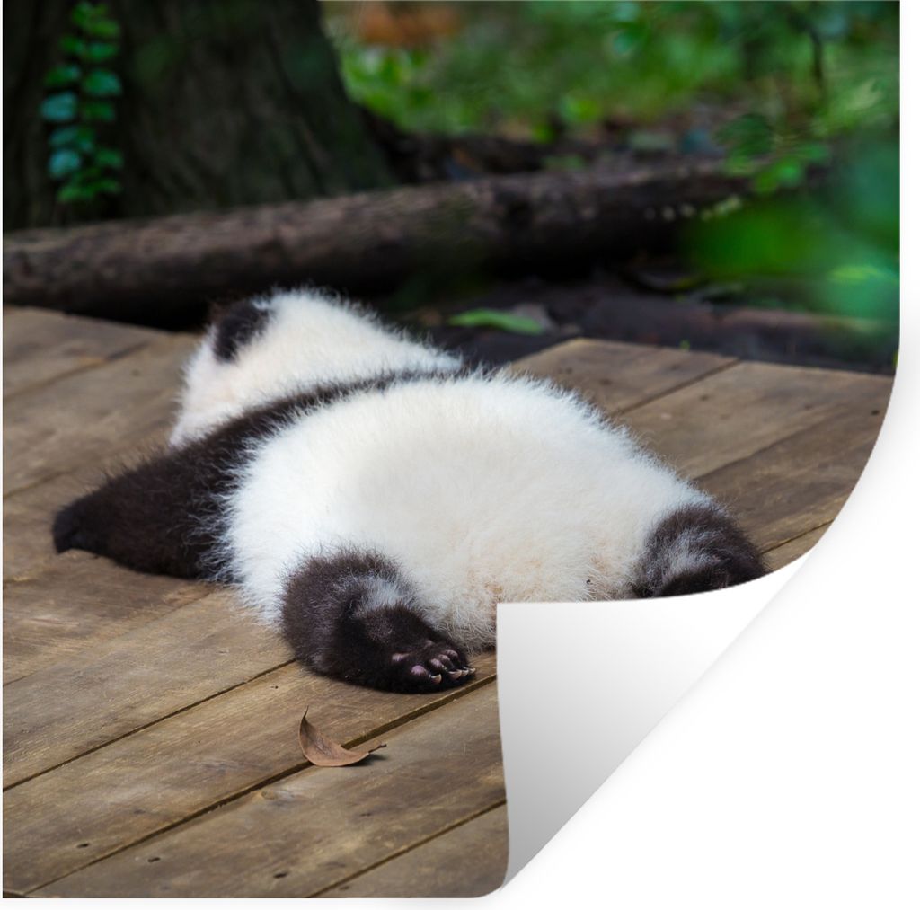 MuchoWow Wandtattoo Wandsticker Wandaufkleber Tier - Panda - Schlafend 50x50 cm Selbstklebend und Repositionierbar - Selbstklebend - Fototapeten