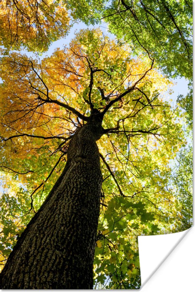 MuchoWow Poster Baum - Natur - Wald 60x90 cm - Wanddekoration