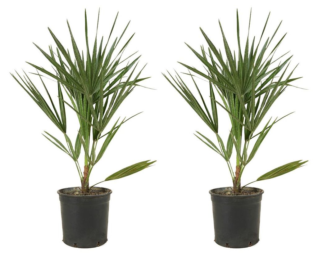 2er-Set Chamaerops Humilis, Zwergpalme, Palme, 50-60 cm, Produktbild 