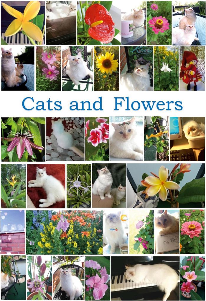 Cats and Flowers