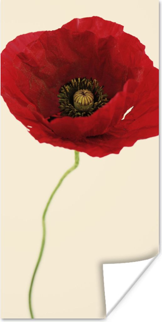 MuchoWow Poster Nahaufnahme einer roten Mohnblume 40x80 cm - Dekoration