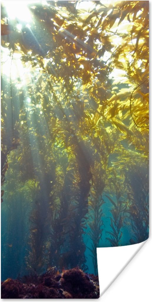 MuchoWow Poster Sonnenlicht und Pflanzen unter Wasser 20x40 cm - Plakat - Foto